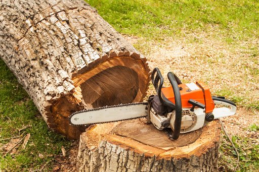 Here Are the Factors That Influence the Cost of Tree Removal?