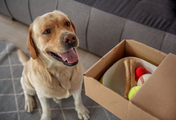 The Best Online Stores for Buying Food for Your Pet