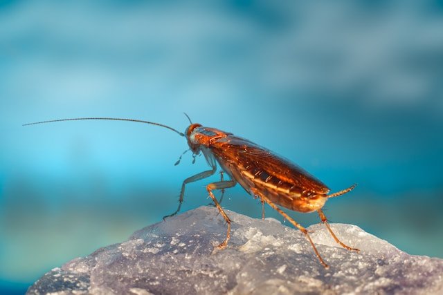 Creepers and Crawlers – The Look-Alikes of the Notorious Cockroach